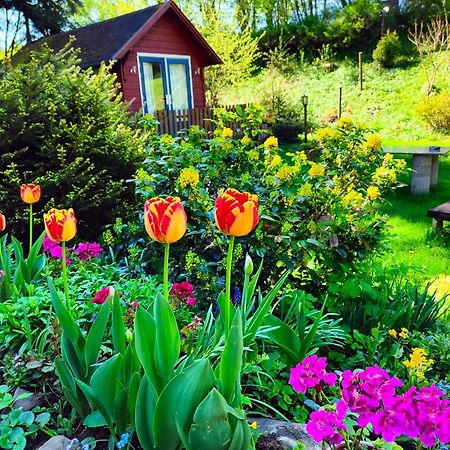 Bed And Breakfast Tvrz Velká Bukovina Dış mekan fotoğraf