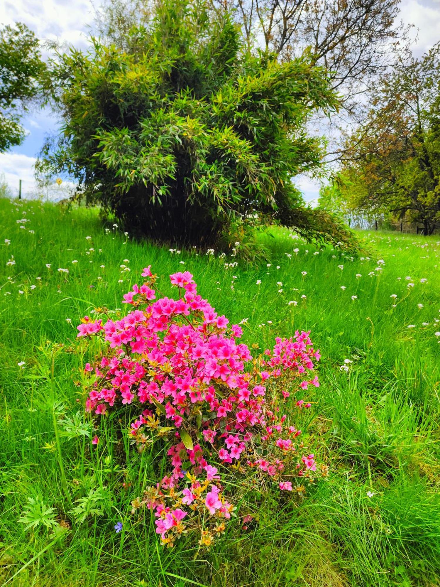 Bed And Breakfast Tvrz Velká Bukovina Dış mekan fotoğraf